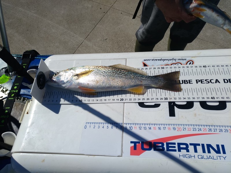 Fish Measure Picture